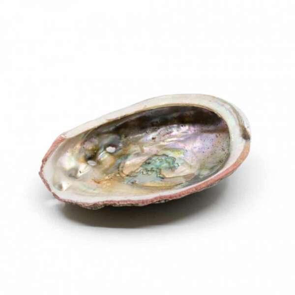 Abalone schelp medium 70 tot 90 mm - Afbeelding 4